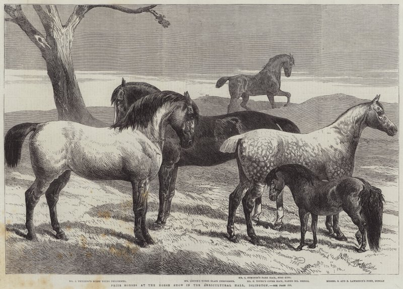 Ocenění koně na koňské výstavě v Agricultural Hall, Islington od Harrison William Weir