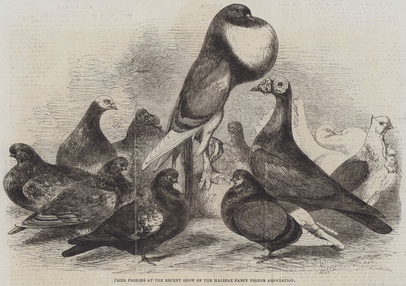 Cena holubů na nedávné výstavě Halifax Fancy Pigeon Association od Harrison William Weir