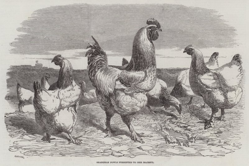 Shanghae Fowls představený Jejímu Veličenstvu od Harrison William Weir