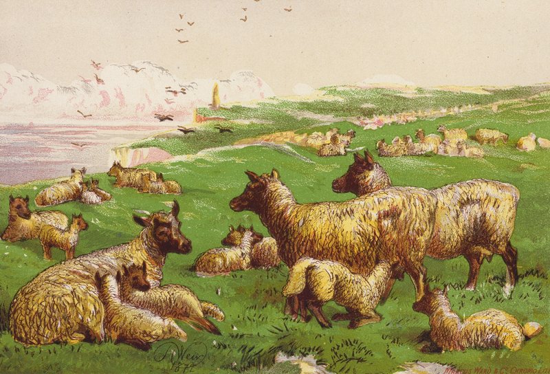 Ovce na břehu moře (barevná litografie) od Harrison William Weir