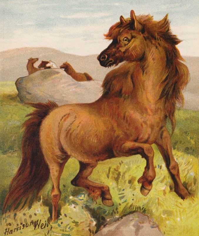 Shetlandští poníci (barevná litografie) od Harrison William Weir