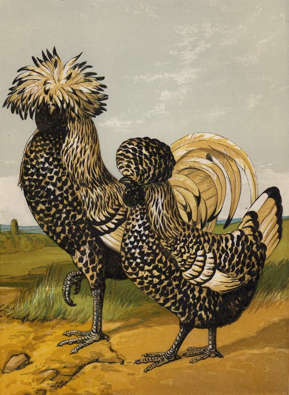 Stříbrný lesk (chromolitho) od Harrison William Weir