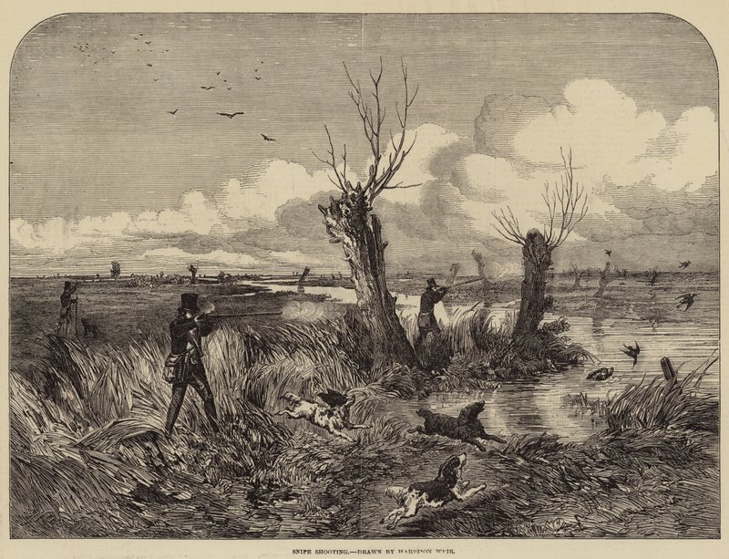 Snipe Střelba od Harrison William Weir
