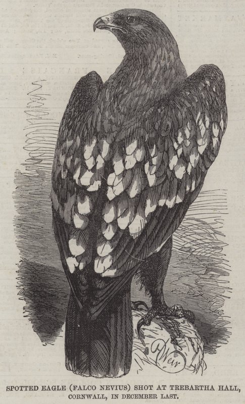 Spotted Eagle (Falco Nevius) střílel v Trebartha Hall, Cornwall, v prosinci minulého roku od Harrison William Weir