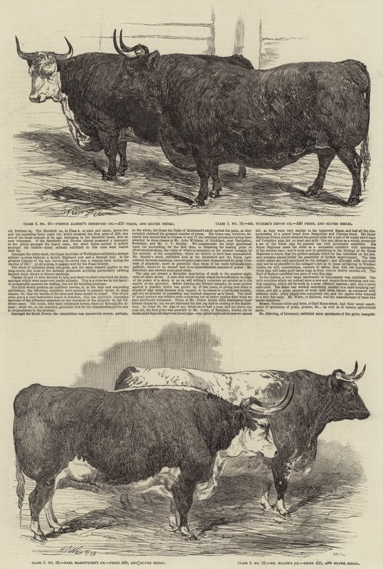 Výroční výstava klubu Smithfield od Harrison William Weir