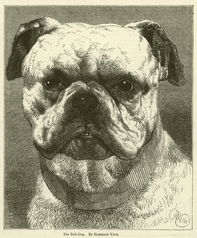 Pes Bull-Dog od Harrison William Weir