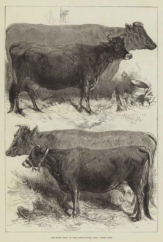 Mléčná výstava v zemědělské hale, oceněné krávy od Harrison William Weir