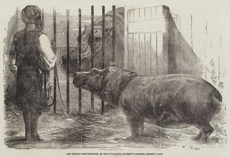 Hroší samice, v zahradě zoologické společnosti, Regent