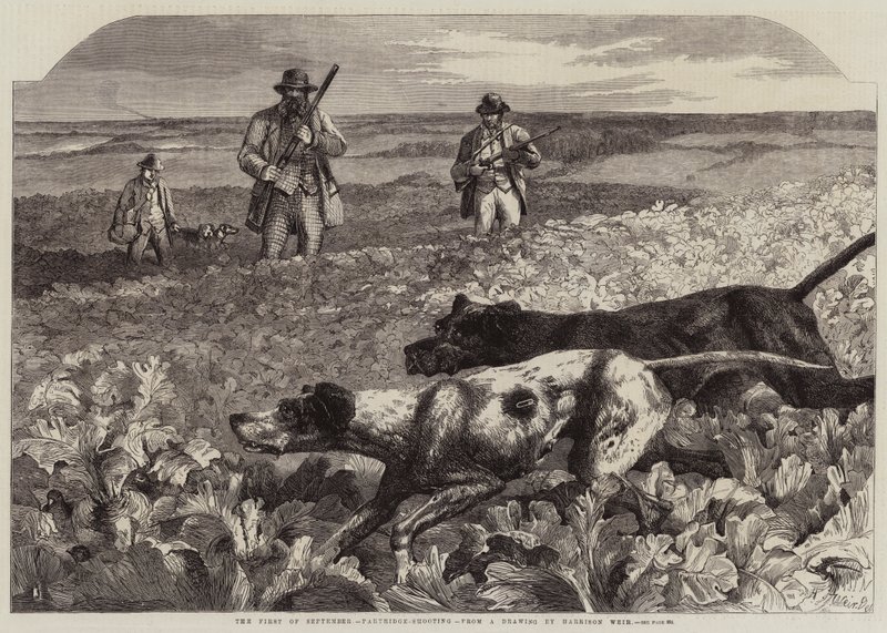 První září, střelba na koroptve (rytina) od Harrison William Weir