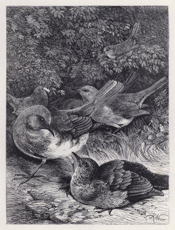 The Greedy Young Robin (rytina) od Harrison William Weir