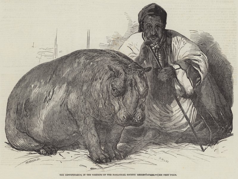 Hroch, v zahradách zoologické společnosti, Regent