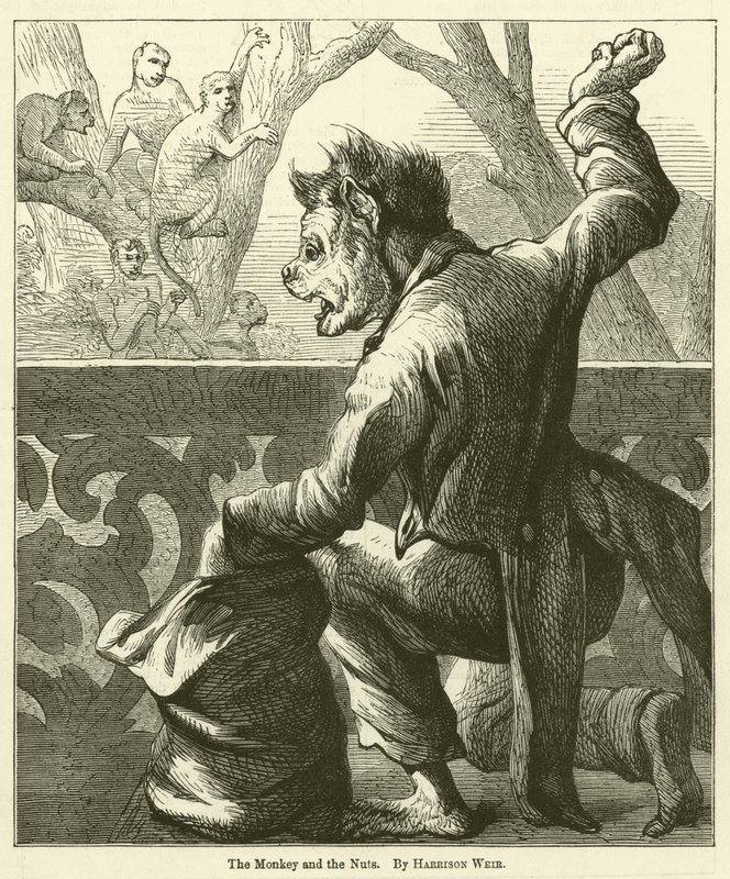 Opice a oříšky od Harrison William Weir