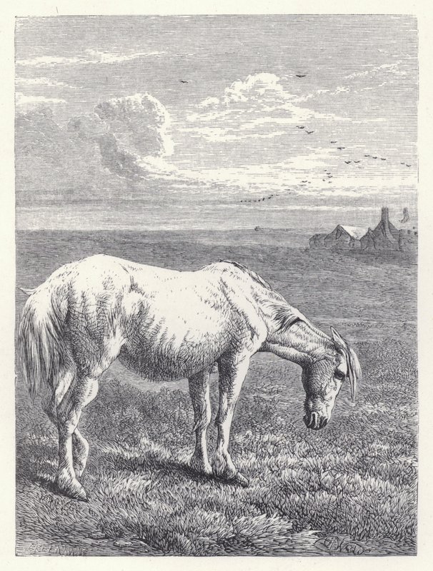 Starý kůň (rytina) od Harrison William Weir