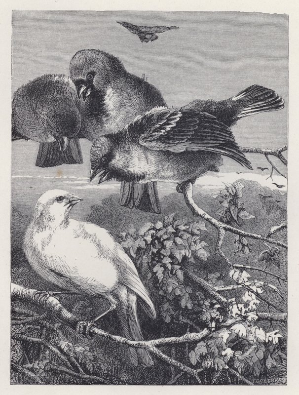 Závěsný od Harrison William Weir