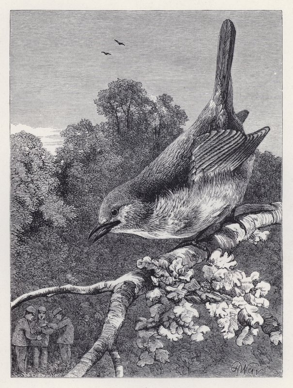 Robin Watching the Boys with the Nest (rytina) od Harrison William Weir