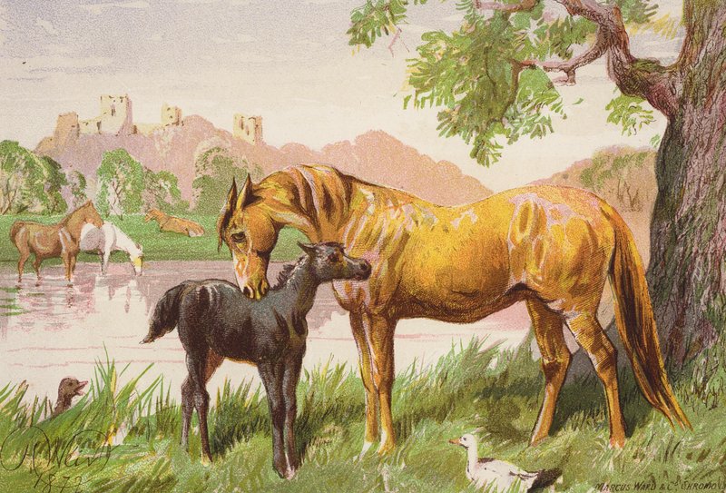Zničený hrad (barevná litografie) od Harrison William Weir