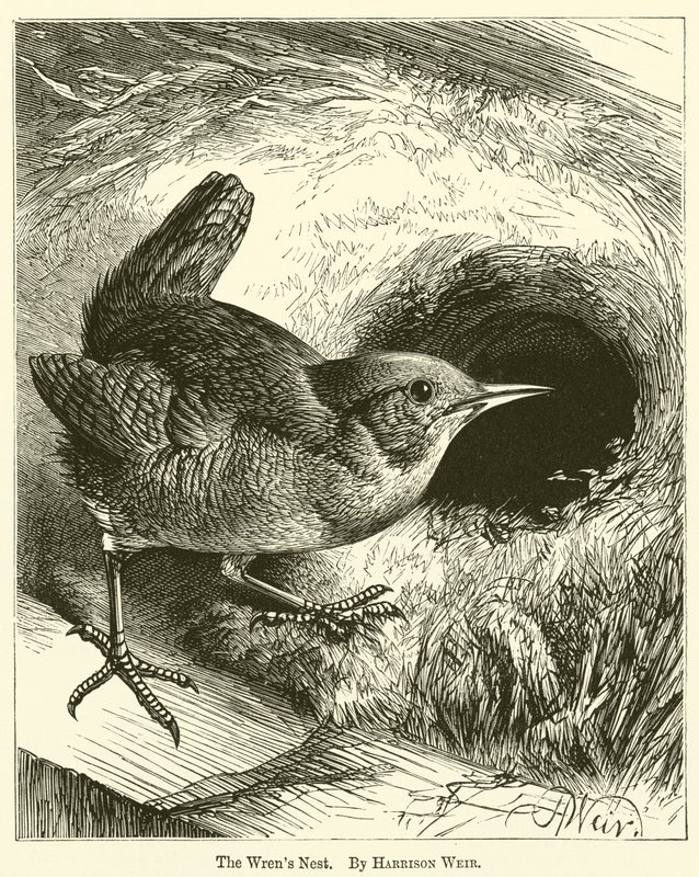 Hnízdo slepic od Harrison William Weir