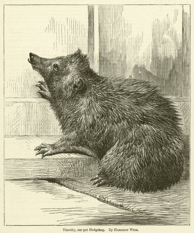 Timothy, náš domácí ježek od Harrison William Weir