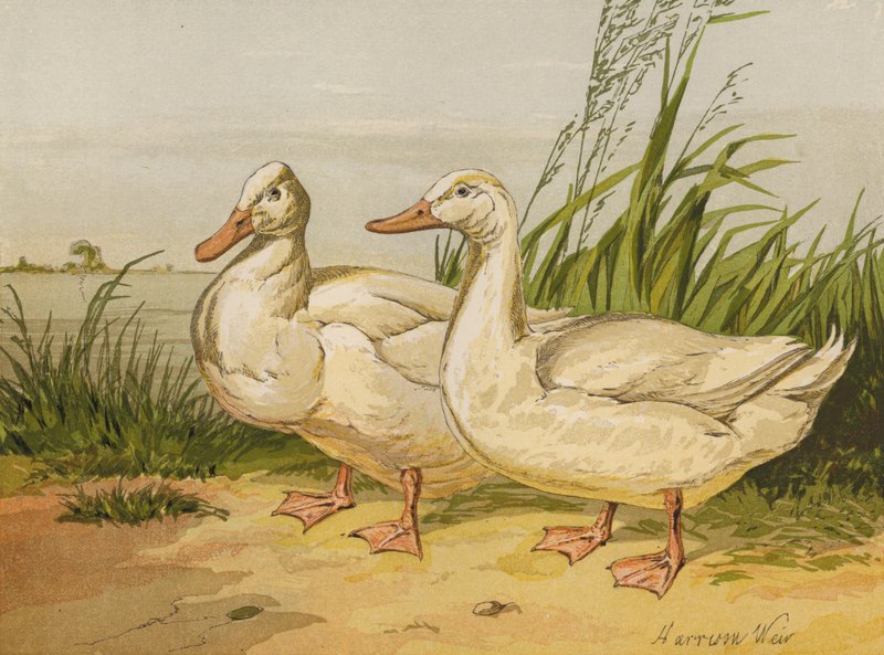White Aylesbury Ducks (chromolitho) od Harrison William Weir