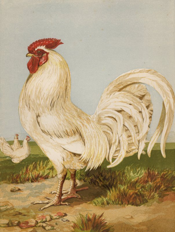 White Dorking (chromolitho) od Harrison William Weir