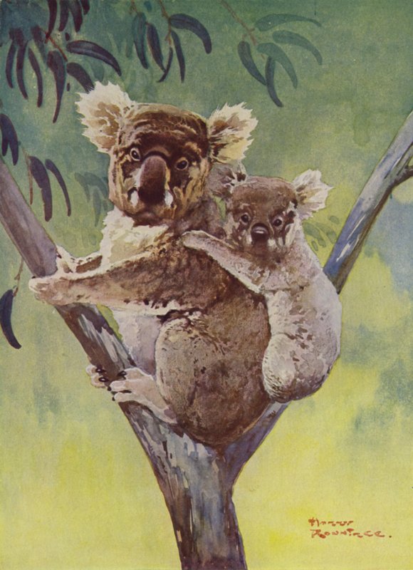 Medvěd koala a joey v eukalyptu, Austrálie (barva litho) od Harry Rountree