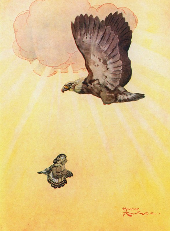 Sova a orlí dcera (barva lito) od Harry Rountree