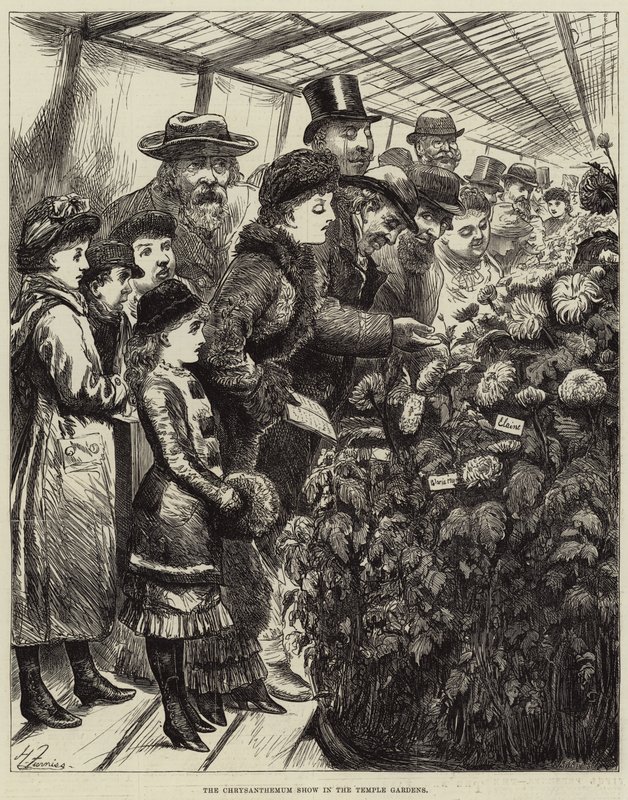 Výstava chryzantém v chrámových zahradách od Harry Furniss