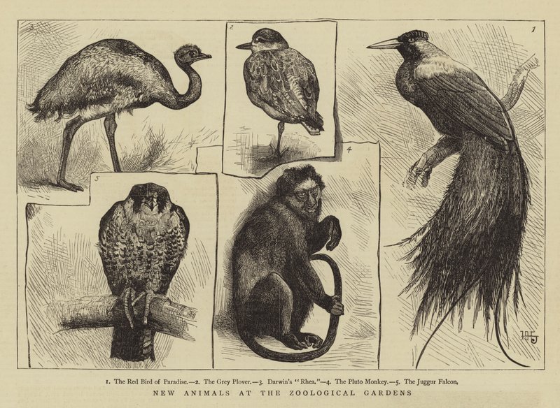 Nová zvířata v zoologické zahradě od Harry Hamilton Johnston