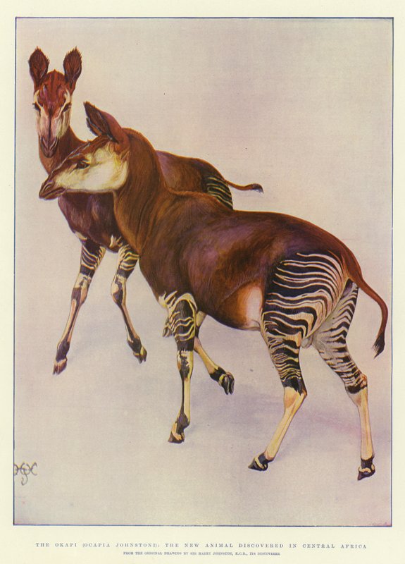 Okapi (Ocapia Johnstoni), nové zvíře objevené ve střední Africe od Harry Hamilton Johnston