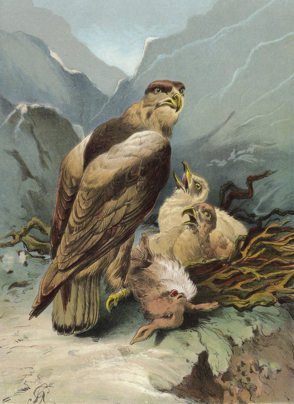 Orel a jeho mládě (chromolitho) od Hector Giacomelli