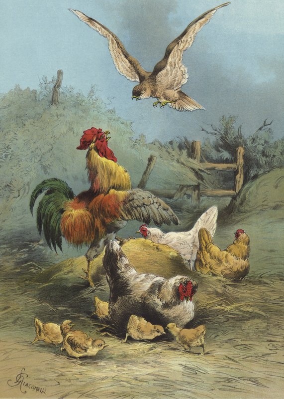 Sokol na drůbežárně (chromolitho) od Hector Giacomelli