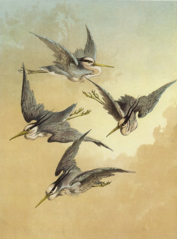 volavka (chromolitho) od Hector Giacomelli