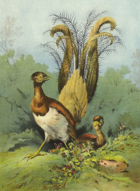 Lyre Bird (chromolitho) od Hector Giacomelli