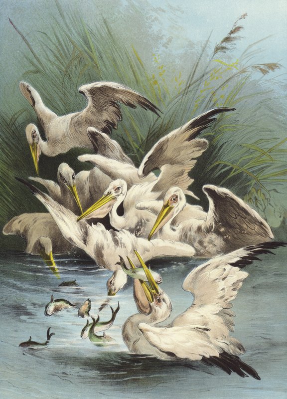 Krmení pelikánů (chromolitho) od Hector Giacomelli