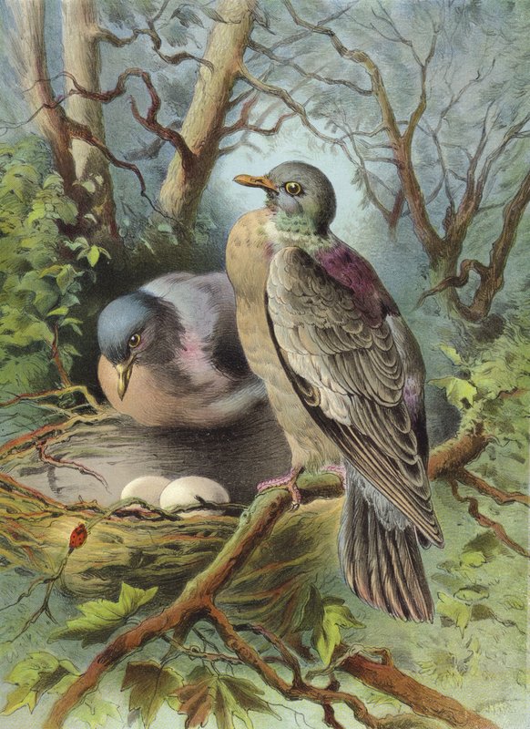 Ring Dove (chromolitho) od Hector Giacomelli