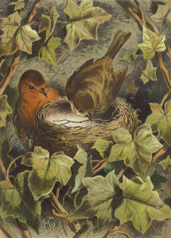 Robin, stavění hnízda (chromolitho) od Hector Giacomelli