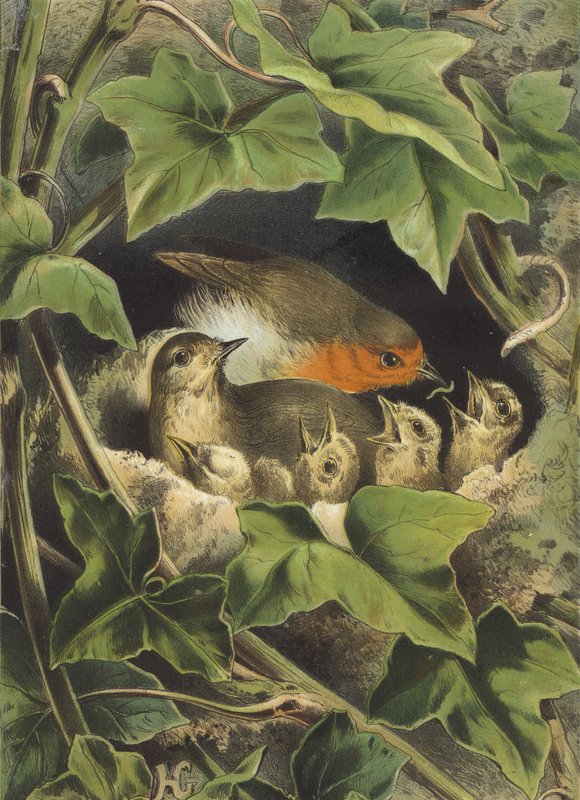 Robin, krmení mláďat (chromolitho) od Hector Giacomelli