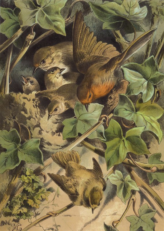 Robin, opouští hnízdo (chromolit) od Hector Giacomelli