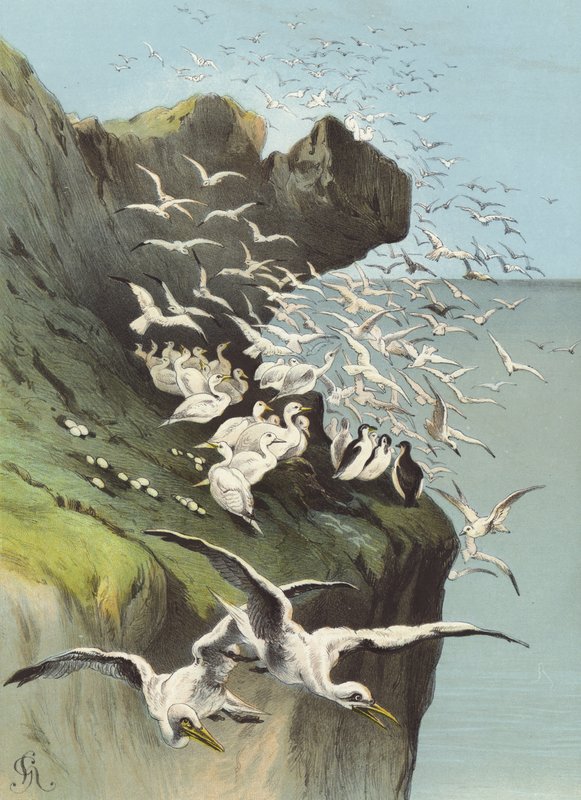 husy solanské (chromolitho) od Hector Giacomelli