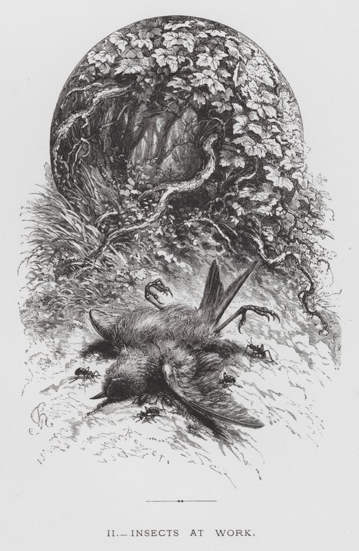 The Insect: Hmyz v práci (rytina) od Hector Giacomelli