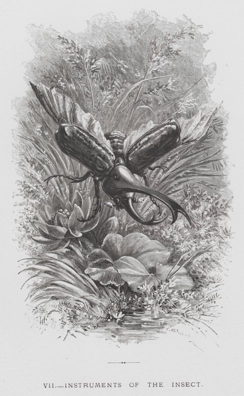 The Insect: Instruments of the Insect (rytina) od Hector Giacomelli