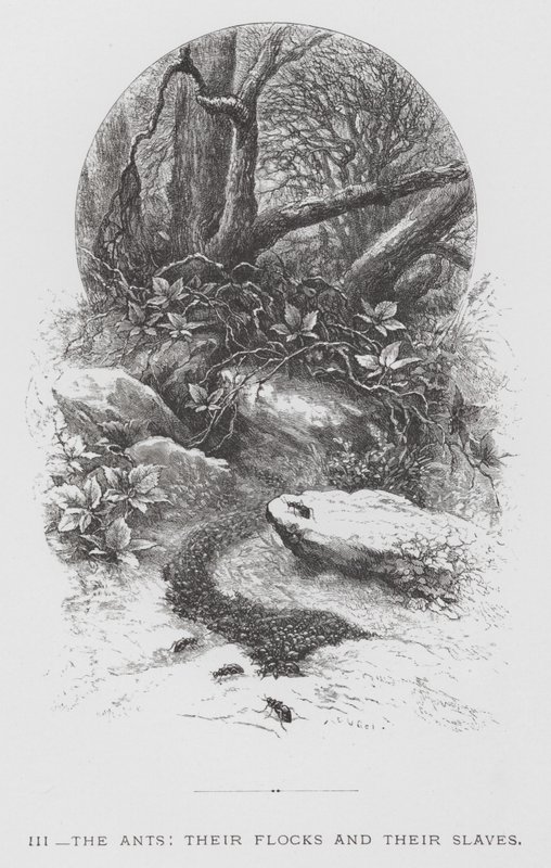 Závěsný od Hector Giacomelli