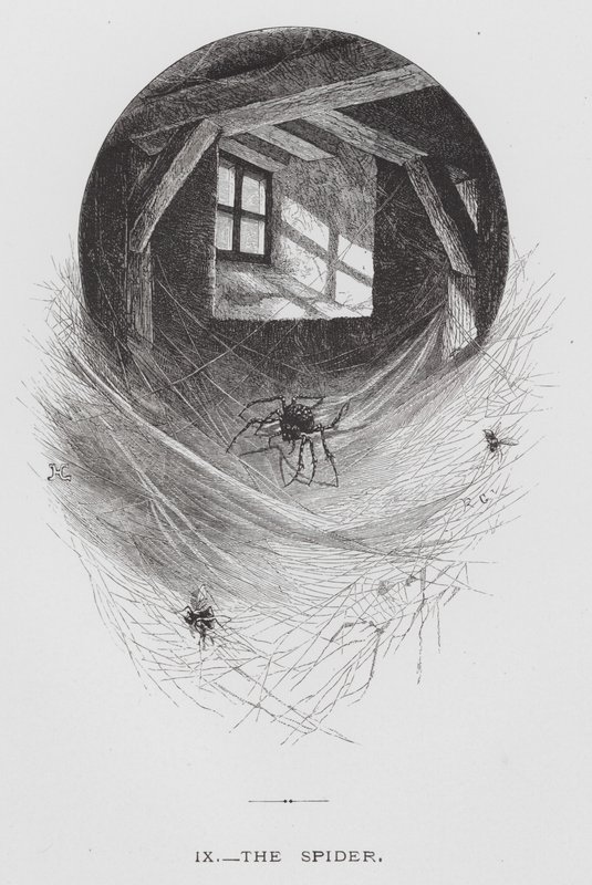 The Insect: The Spider (rytina) od Hector Giacomelli