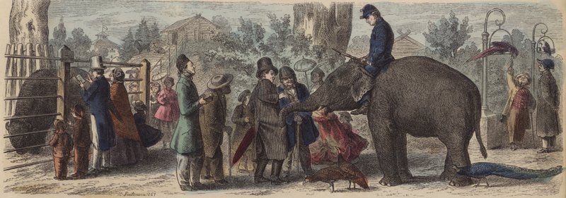 V zoologické zahradě v Německu (barevná rytina) od Heinrich Leutemann