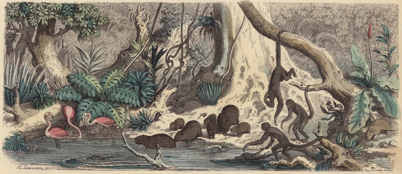 Břeh řeky v Guyaně (barevná rytina) od Heinrich Leutemann