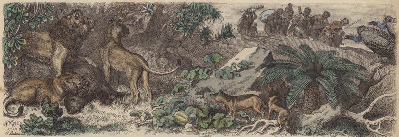 Jižní Afrika (barevná rytina) od Heinrich Leutemann