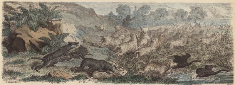 Tasmánští tygři útočící na ovce v Tasmánii (barevná rytina) od Heinrich Leutemann