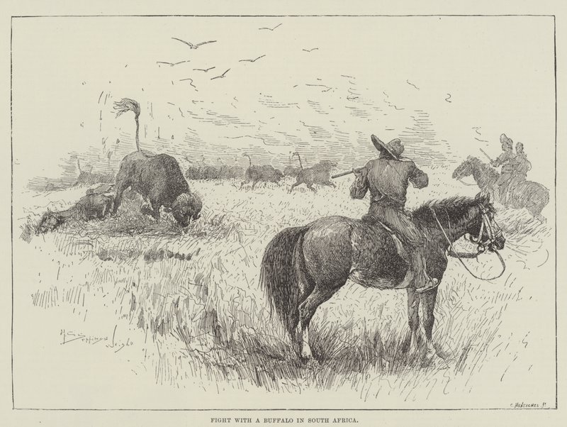 Bojujte s buvolem v Jižní Africe od Henry Charles Seppings Wright