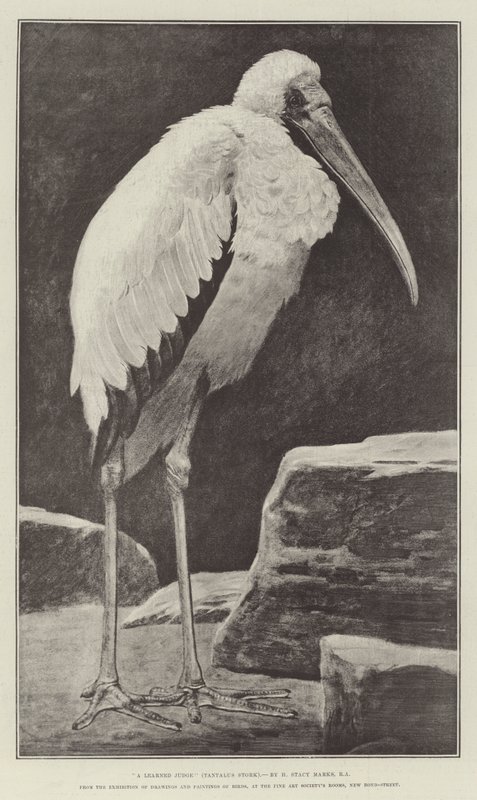 Učený soudce (Tantalus Stork), z výstavy kreseb a maleb ptáků, v místnostech Fine Art Society, New Bond-Street od Henry Stacey Marks