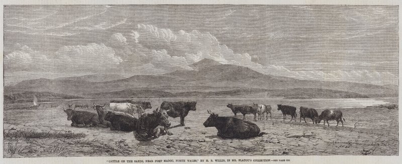 Dobytek na píscích, poblíž Port Madoc, Severní Wales od Henry Brittan Willis